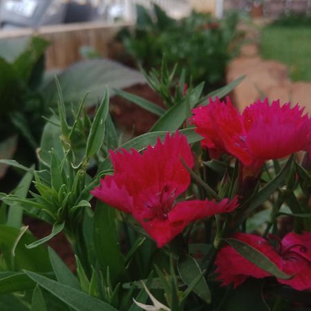 Aanvis Inn Ooty Esterno foto